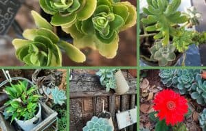 Featured-Images-Garden-Brooklyn